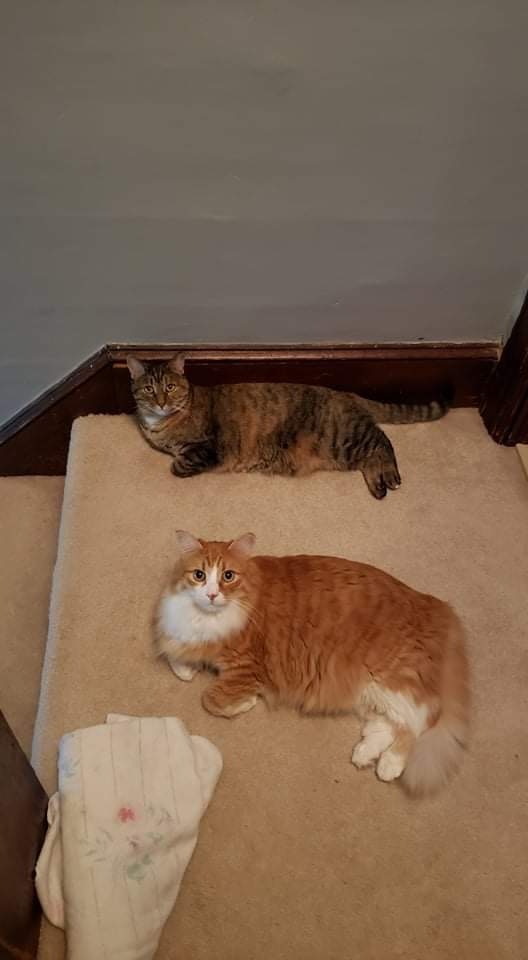 Pretty Boy and Sophie, an adopted Maine Coon & Tabby Mix in Warminster, PA_image-1