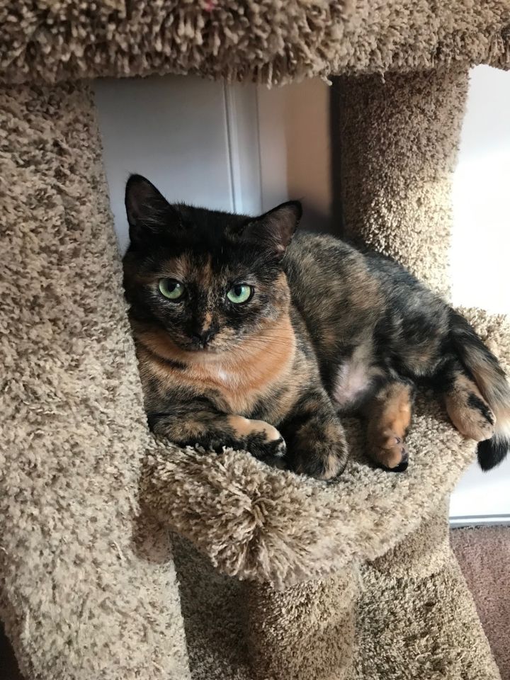 Annie (mommy) Cinder (Ella) (Baby), an adoptable Tortoiseshell in Warminster, PA_image-5