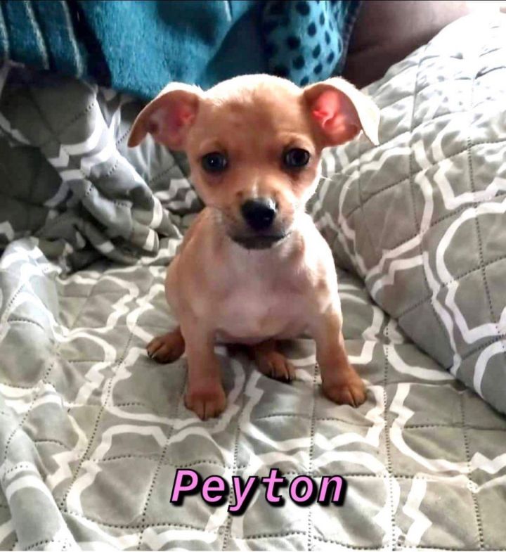 Peyton 1