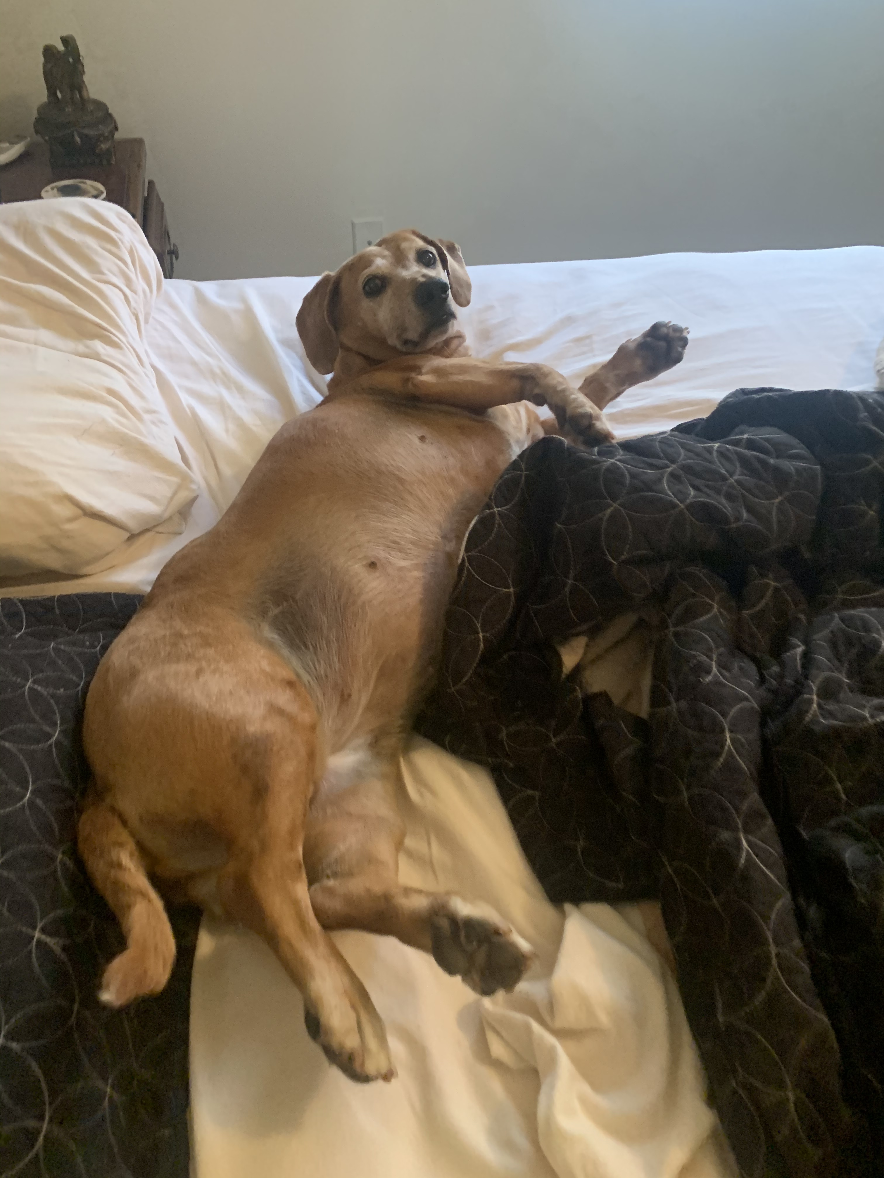 Princess, an adoptable Dachshund, Beagle in Florence, KY, 41042 | Photo Image 4