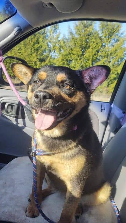 Sheba, an adoptable Cattle Dog in Covington, WA, 98042 | Photo Image 2