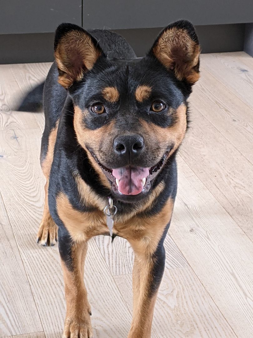 Sheba, an adoptable Cattle Dog in Covington, WA, 98042 | Photo Image 3