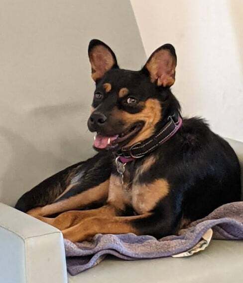 Sheba, an adoptable Cattle Dog in Covington, WA, 98042 | Photo Image 1