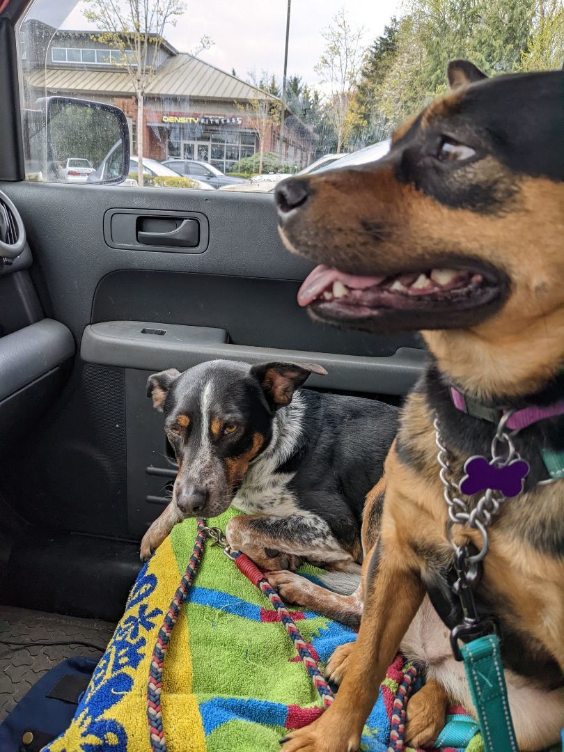 Sheba, an adoptable Cattle Dog in Covington, WA, 98042 | Photo Image 5