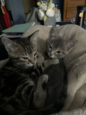 Odin & Loki (Bonded Pair) - Pending Adoption