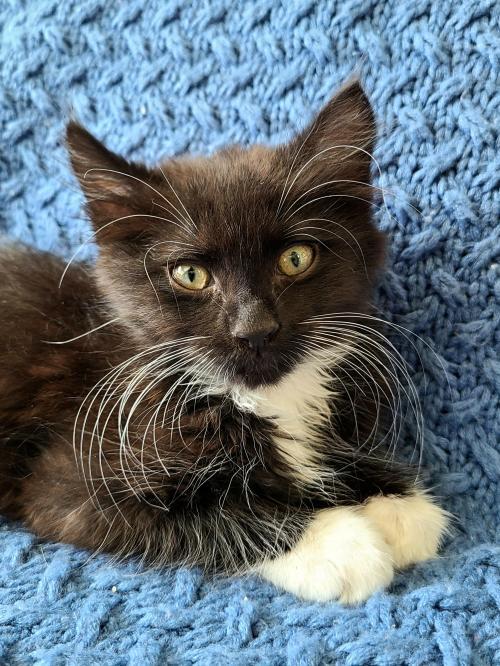 Cat for adoption Willowby, a Domestic Short Hair Mix in Vacaville, CA