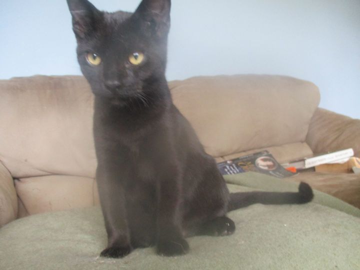 Cuddly, outgoing, shoulder-perching "VELCRO kitty" wants to be ATTACHED to you! 2