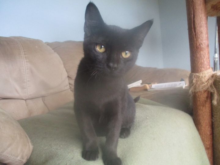 Cuddly, outgoing, shoulder-perching "VELCRO kitty" wants to be ATTACHED to you! 3