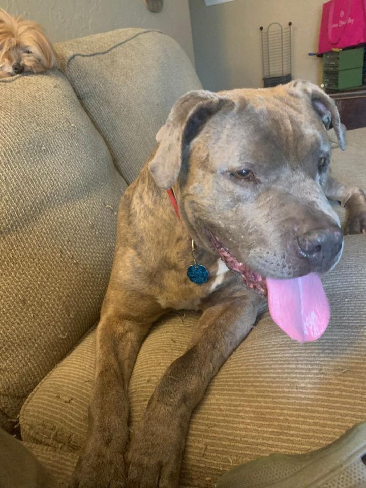 Galahad, an adoptable Pit Bull Terrier & Mastiff Mix in Oklahoma City, OK_image-3