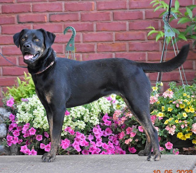 SYBIL, an adoptable Mountain Cur in Franklin, TN, 37069 | Photo Image 1