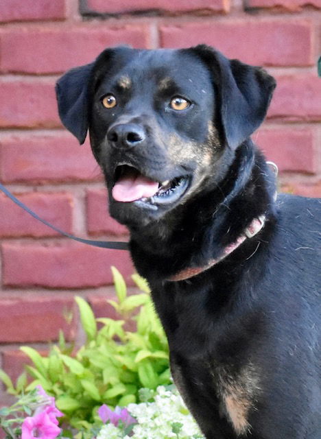 SYBIL, an adoptable Mountain Cur in Franklin, TN, 37069 | Photo Image 2