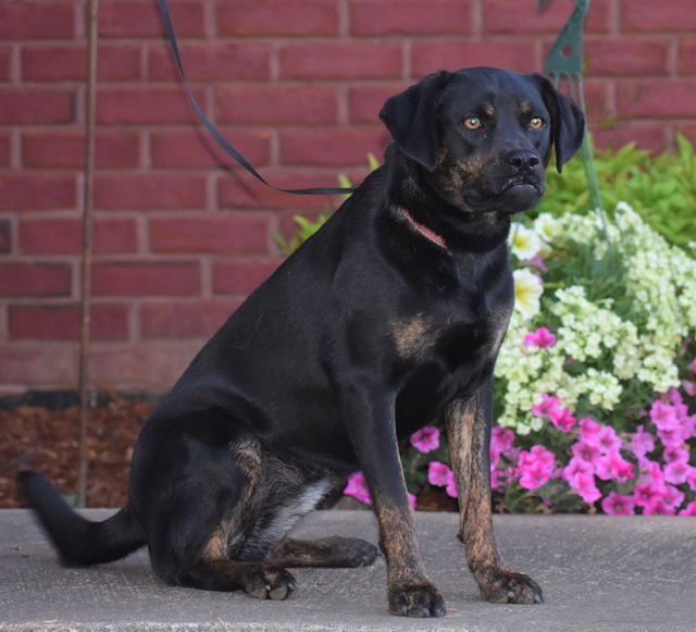 SYBIL, an adoptable Mountain Cur in Franklin, TN, 37069 | Photo Image 3