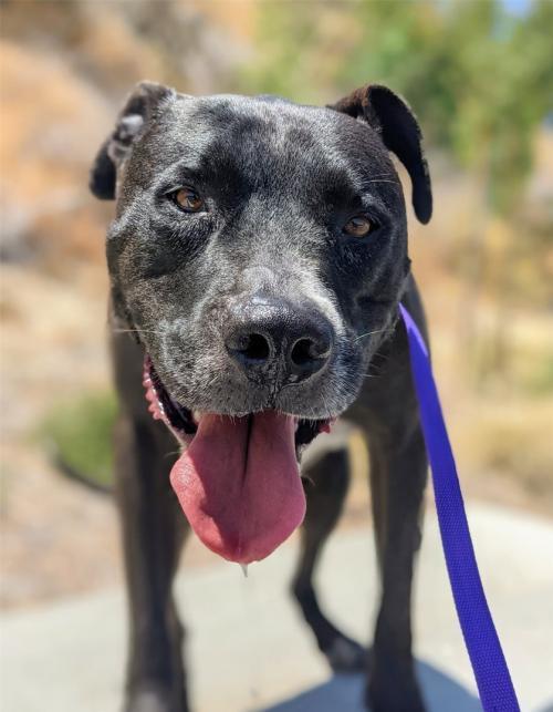I1352129, an adoptable Pit Bull Terrier in Pomona, CA, 91766 | Photo Image 1