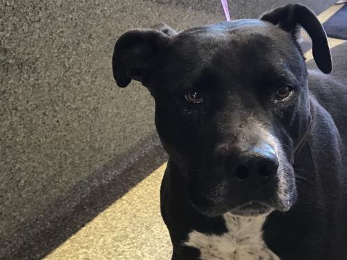 I1352129, an adoptable Pit Bull Terrier in Pomona, CA, 91766 | Photo Image 2