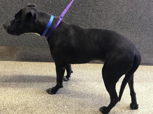 I1352129, an adoptable Pit Bull Terrier in Pomona, CA, 91766 | Photo Image 3