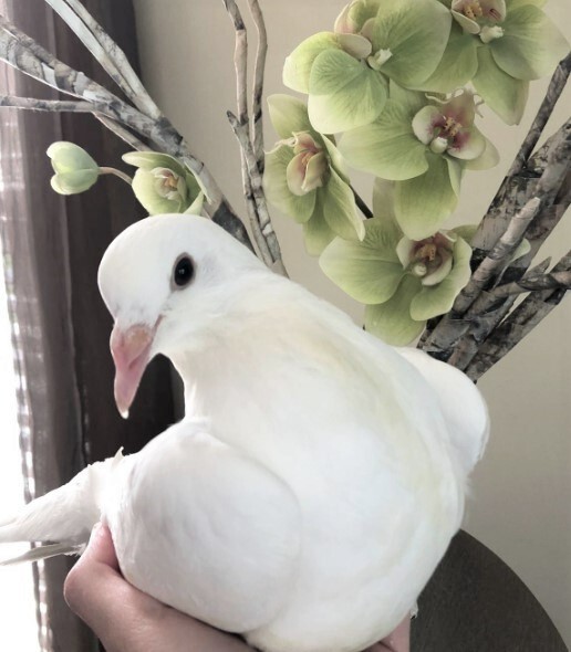 Dove For Adoption Sarabi A Pigeon In Chicago Il Petfinder