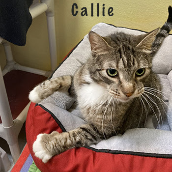 Callie - Adopted