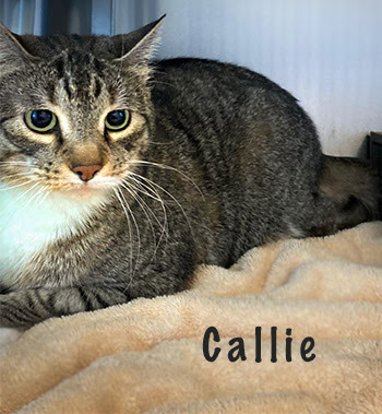 Callie - Adopted 2