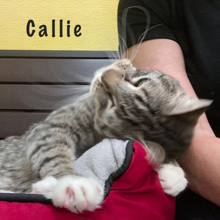Callie - Adopted 3