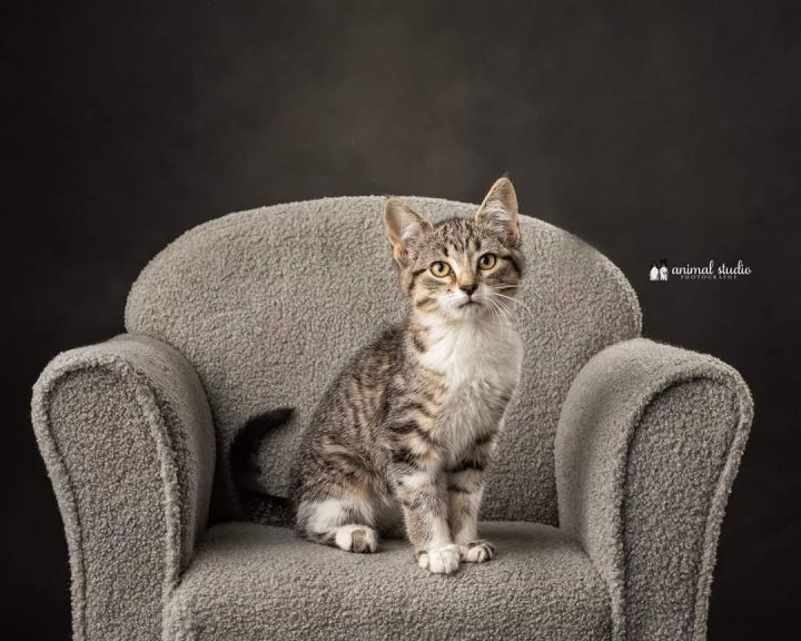 Lark, an adopted Domestic Short Hair in Sioux Falls, SD_image-1