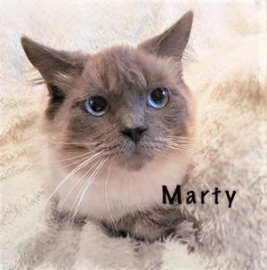 Marty - Adopted