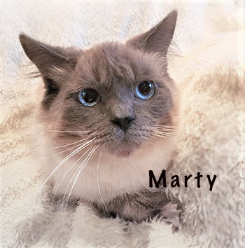 Marty - Adopted 1