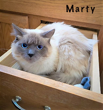 Marty - Adopted 2