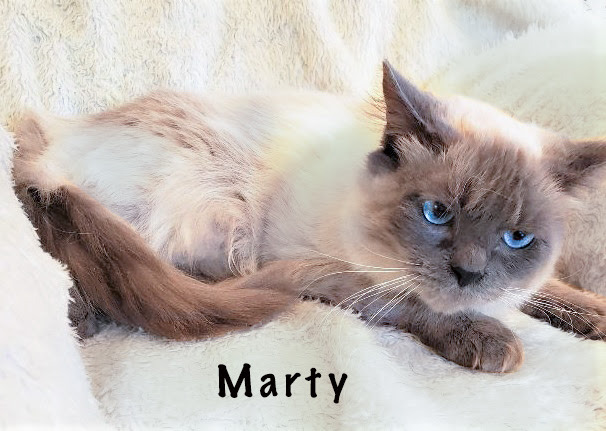 Marty - Adopted 3