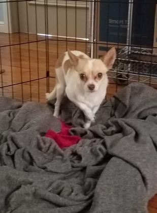 Dog For Adoption Peaha A Chihuahua Mix In Lacey Wa Petfinder