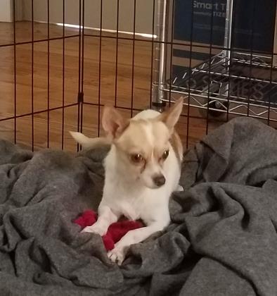 Dog For Adoption Peaha A Chihuahua Mix In Lacey Wa Petfinder