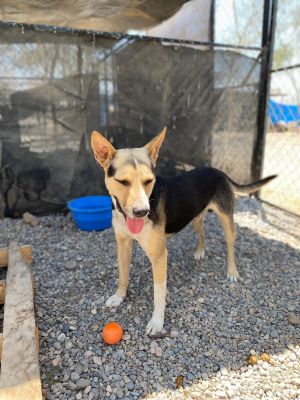 Dogs For Adoption Near San Diego Ca Petfinder