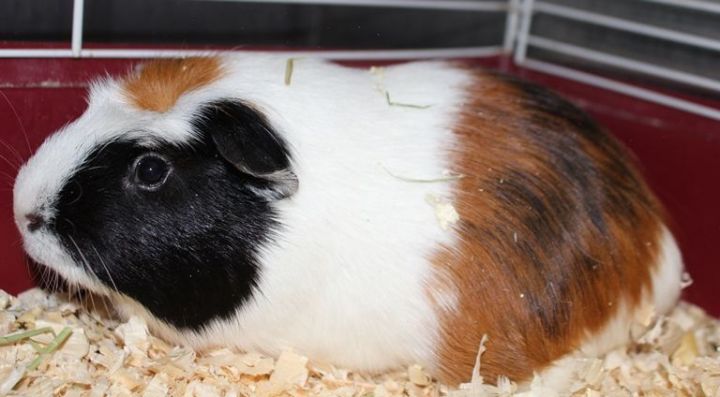 McCoy, an adopted Guinea Pig in Columbia, MD_image-6