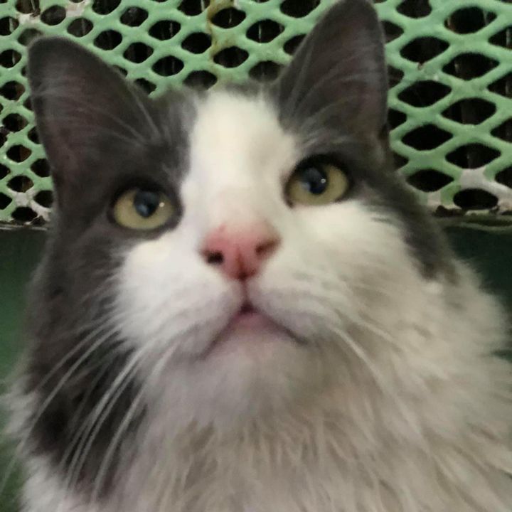 long hair cats for adoption nyc