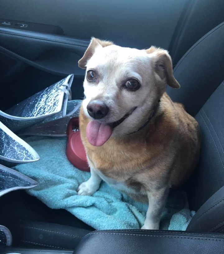 Dog For Adoption J D A Dachshund Chihuahua Mix In Lake Havasu City Az Petfinder