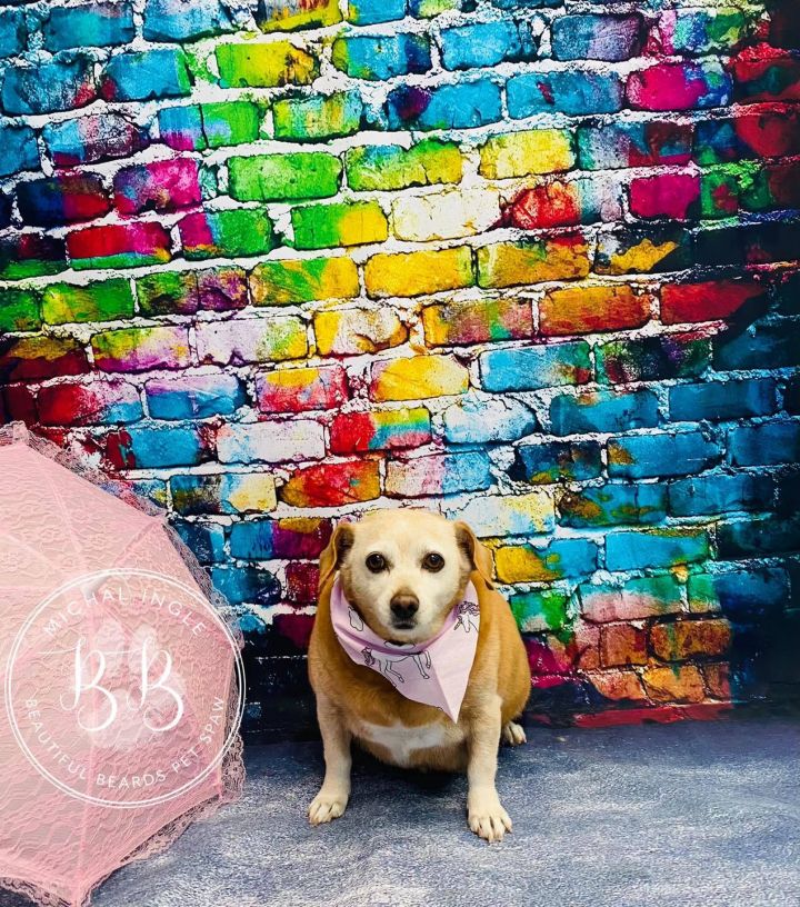 Dog For Adoption J D A Dachshund Chihuahua Mix In Lake Havasu City Az Petfinder