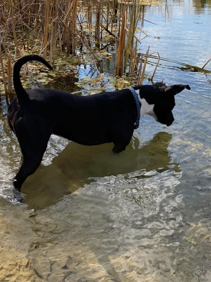 Violet, an adoptable Terrier Mix in Lake Odessa, MI_image-3