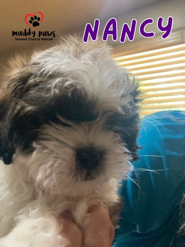 Dog For Adoption Nancy A Chinese Crested Dog Shih Tzu Mix In Council Bluffs Ia Petfinder