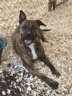 Cinder, Baby Female American Bulldog