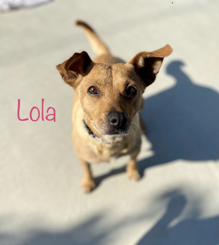 Lola, an adopted Chihuahua & Black Mouth Cur Mix in Van Nuys, CA_image-3