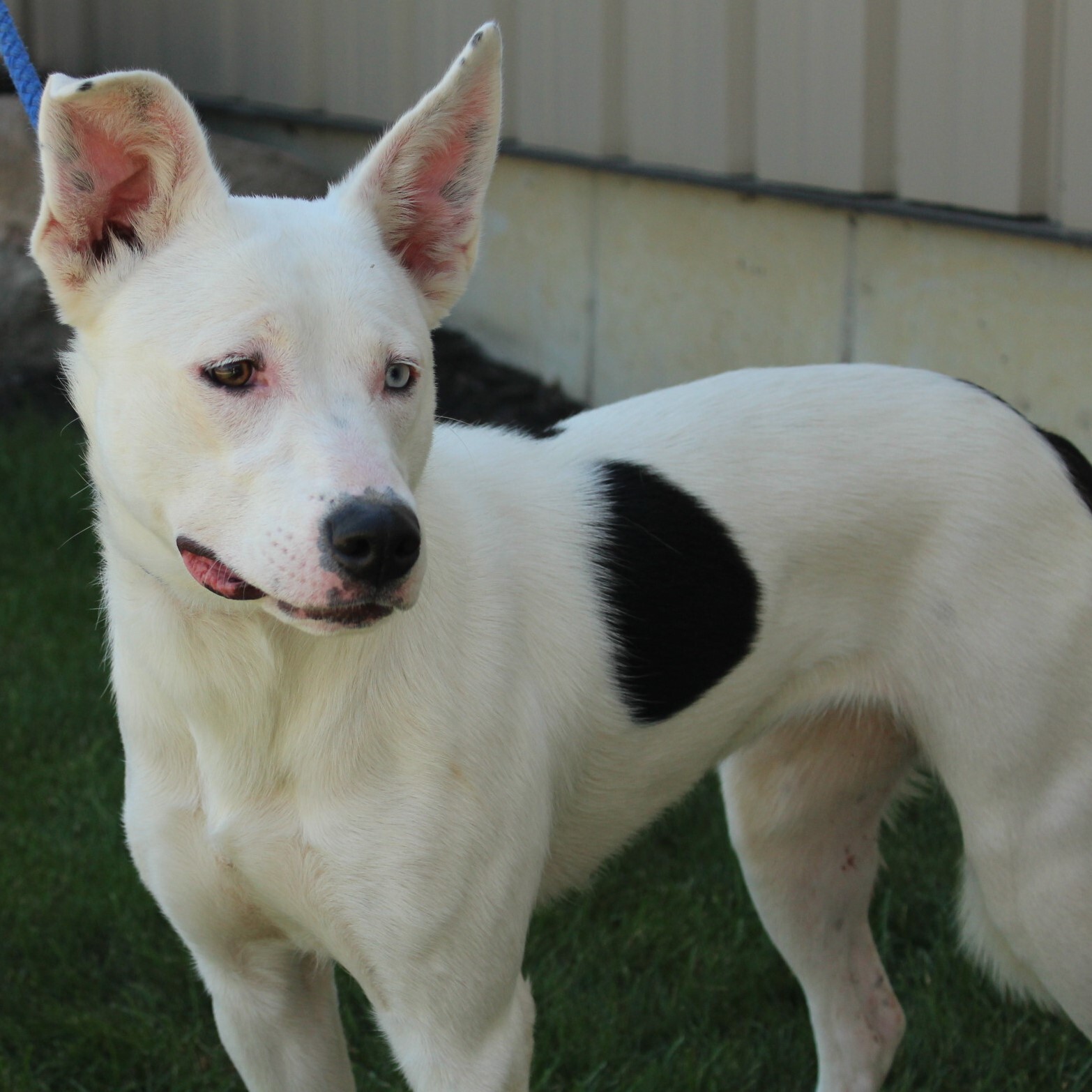 Nova, an adoptable Husky in Eaton, OH, 45320 | Photo Image 1