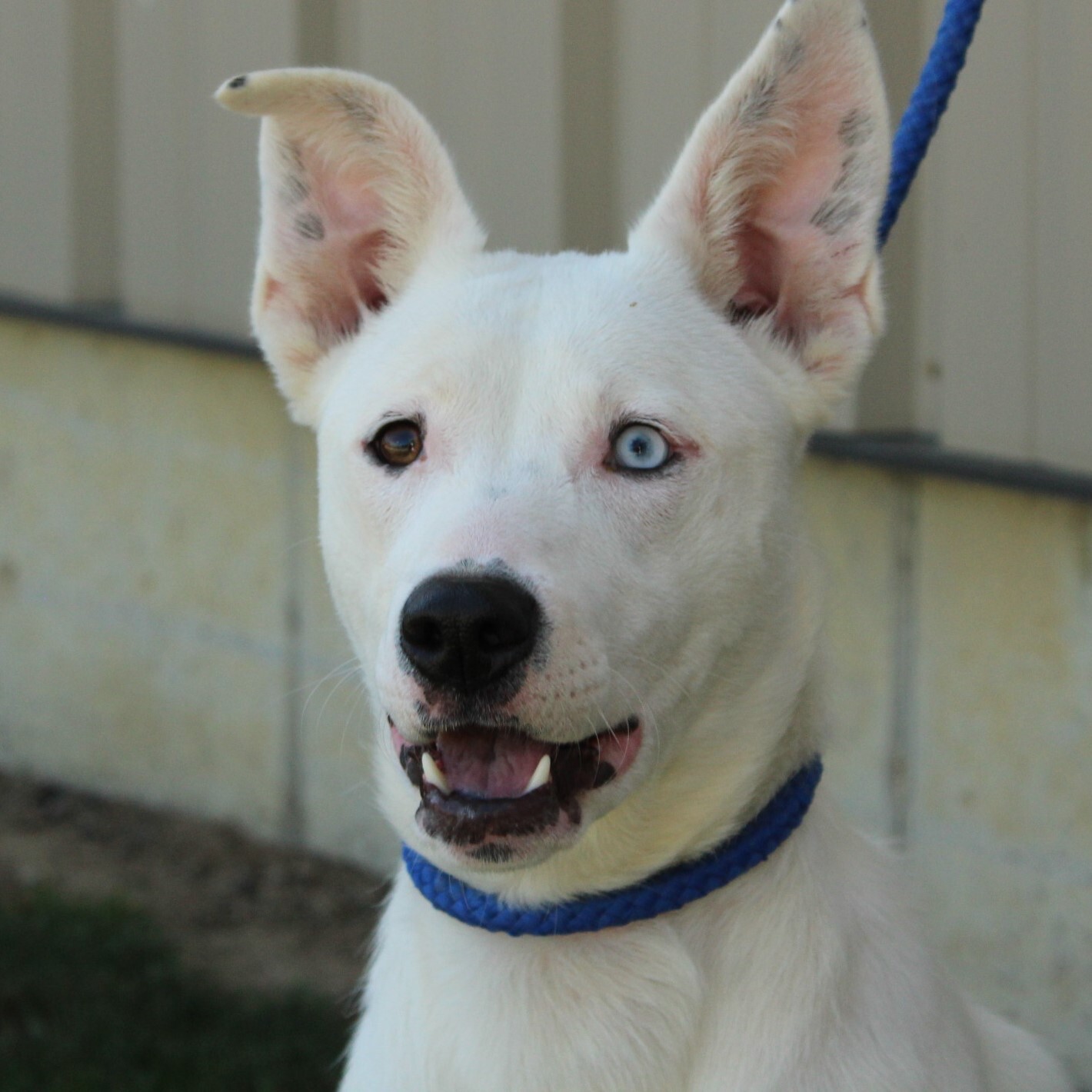 Nova, an adoptable Husky in Eaton, OH, 45320 | Photo Image 2