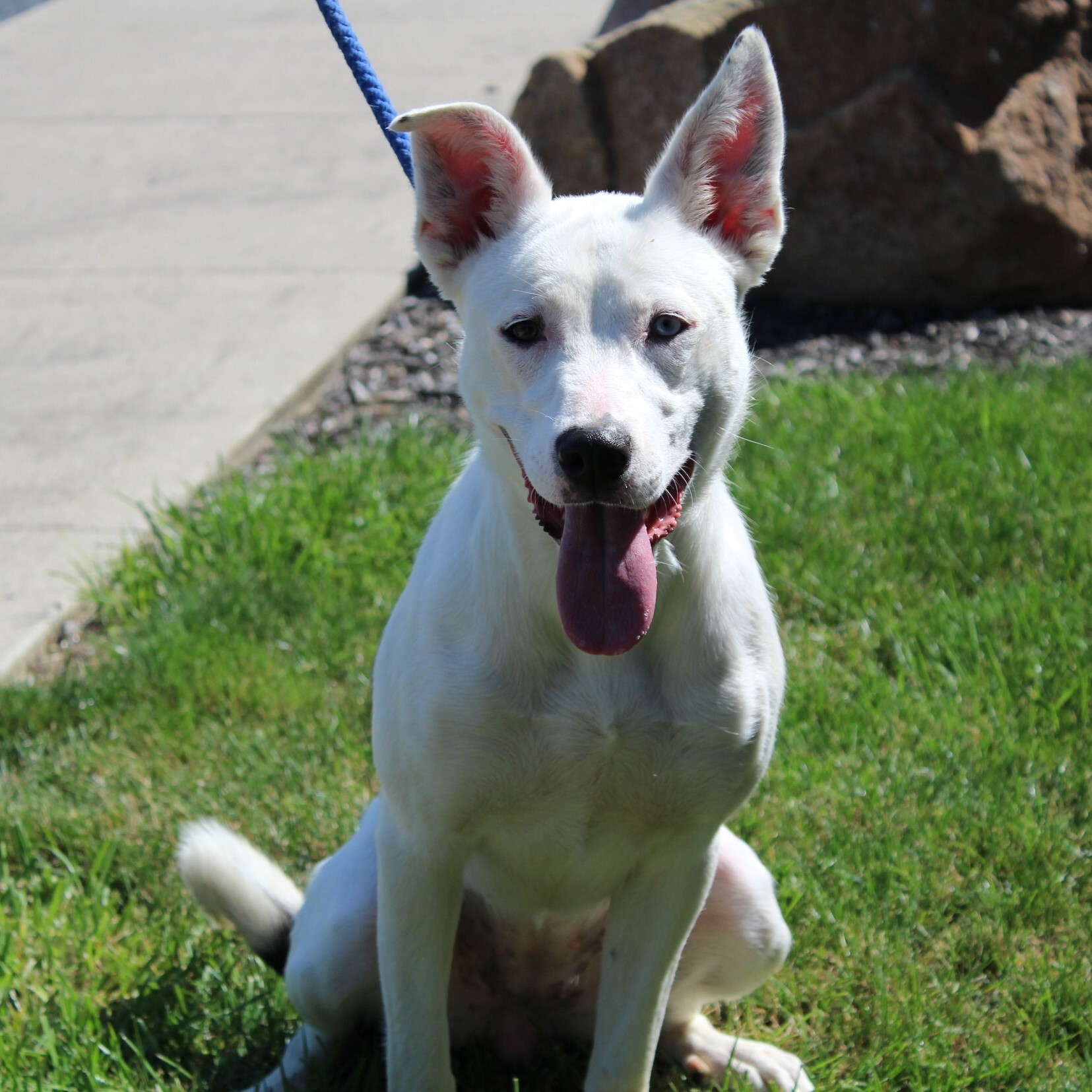Nova, an adoptable Husky in Eaton, OH, 45320 | Photo Image 3
