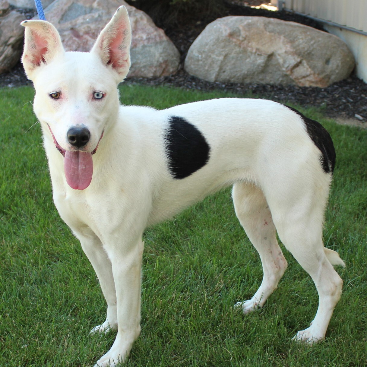 Nova, an adoptable Husky in Eaton, OH, 45320 | Photo Image 4