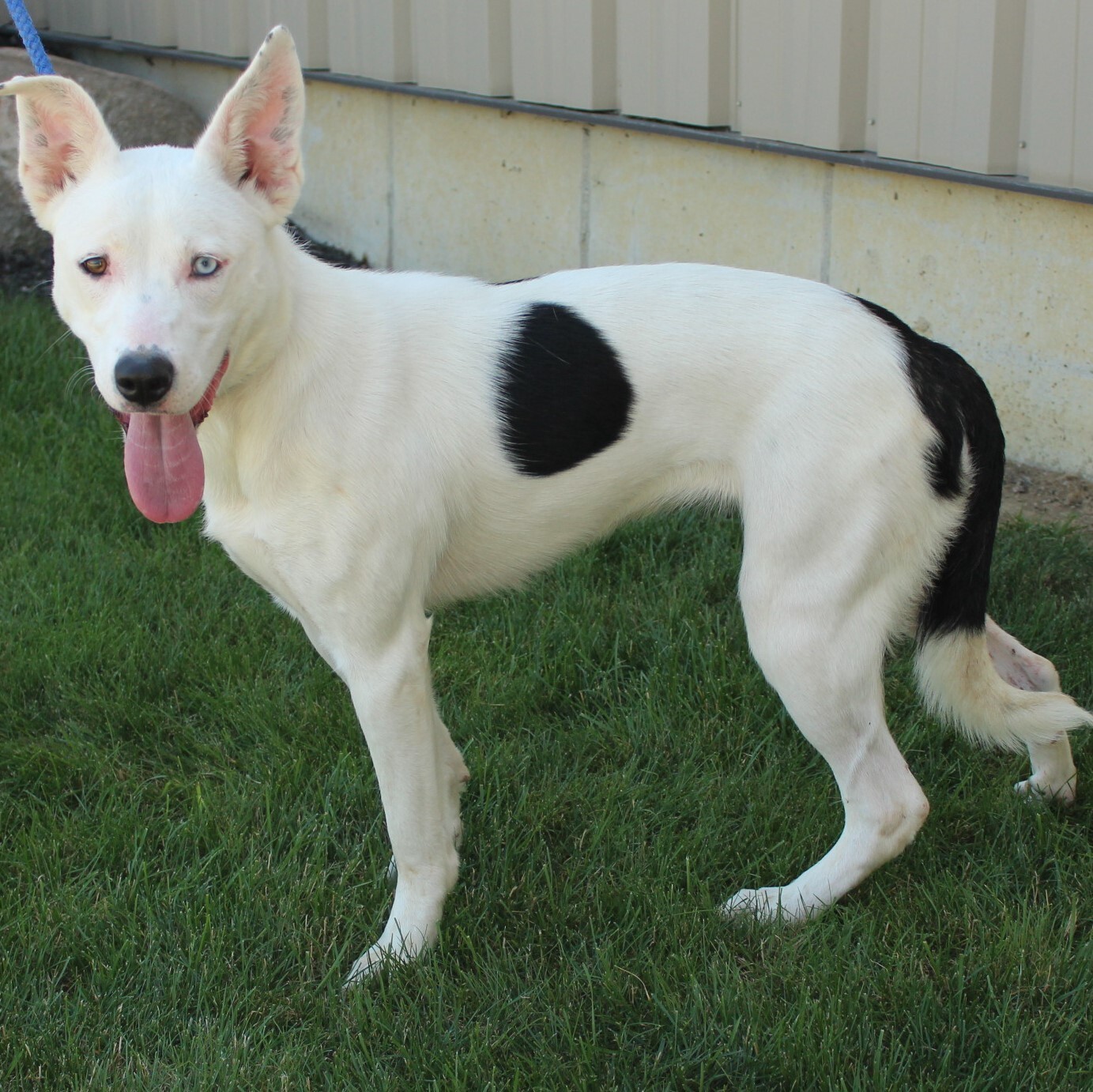 Nova, an adoptable Husky in Eaton, OH, 45320 | Photo Image 6
