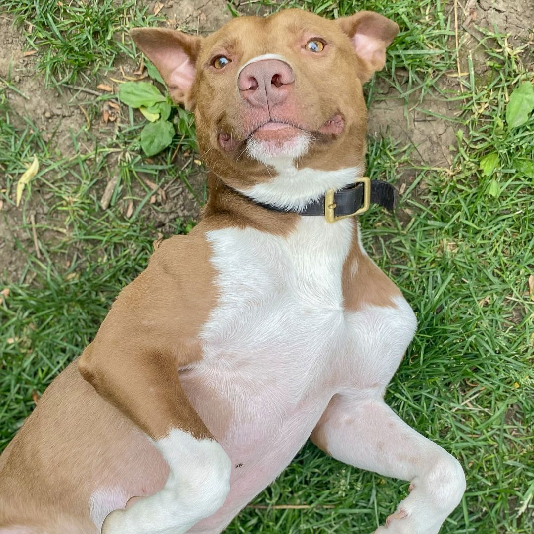 Osiris, an adoptable American Staffordshire Terrier, Chocolate Labrador Retriever in Huntley, IL, 60142 | Photo Image 3