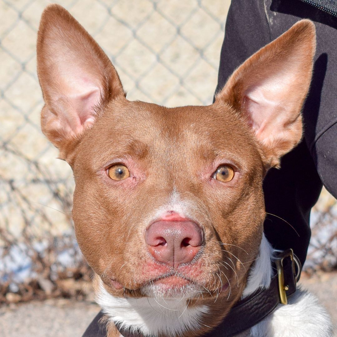 Osiris, an adoptable American Staffordshire Terrier, Chocolate Labrador Retriever in Huntley, IL, 60142 | Photo Image 1