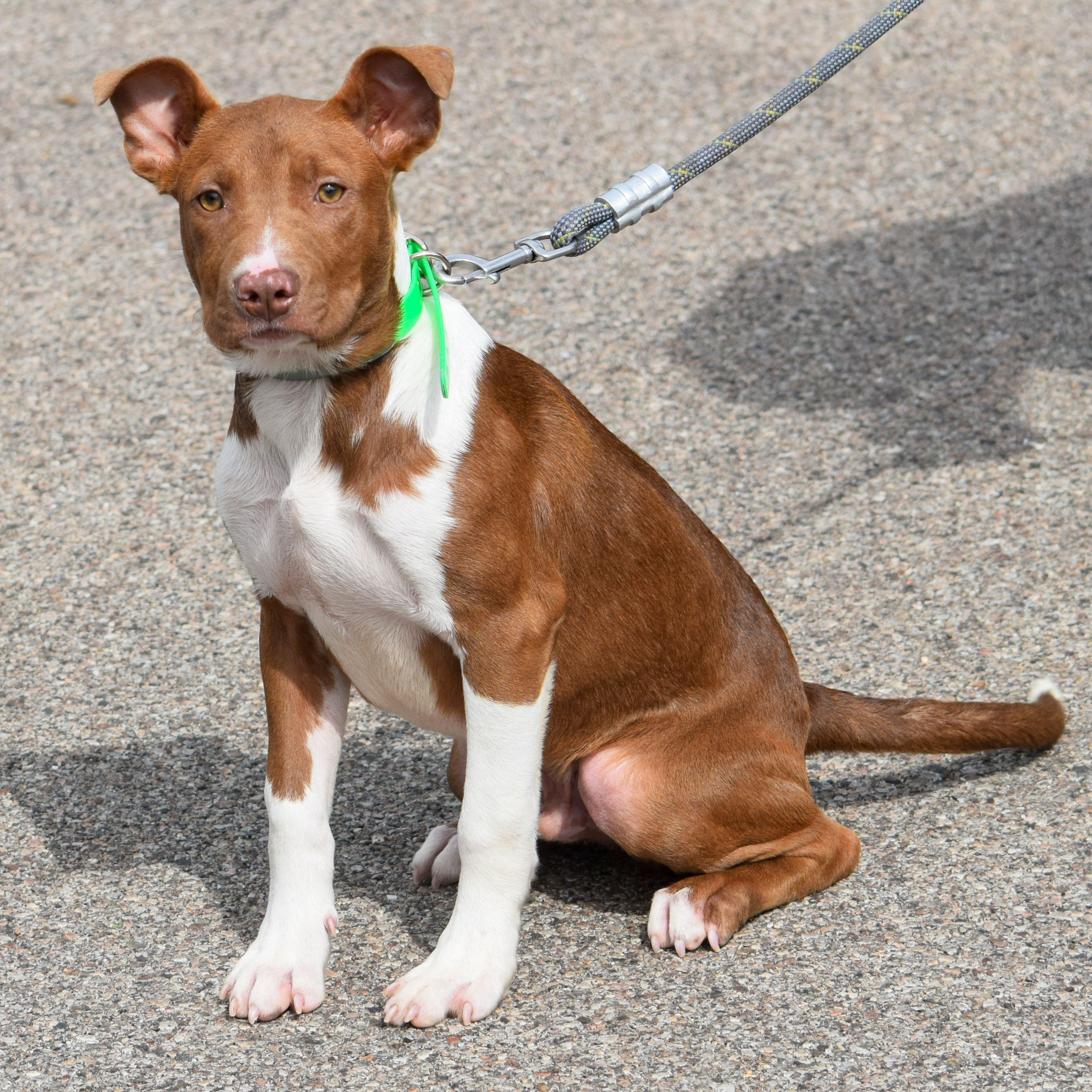 Osiris, an adoptable American Staffordshire Terrier, Chocolate Labrador Retriever in Huntley, IL, 60142 | Photo Image 4