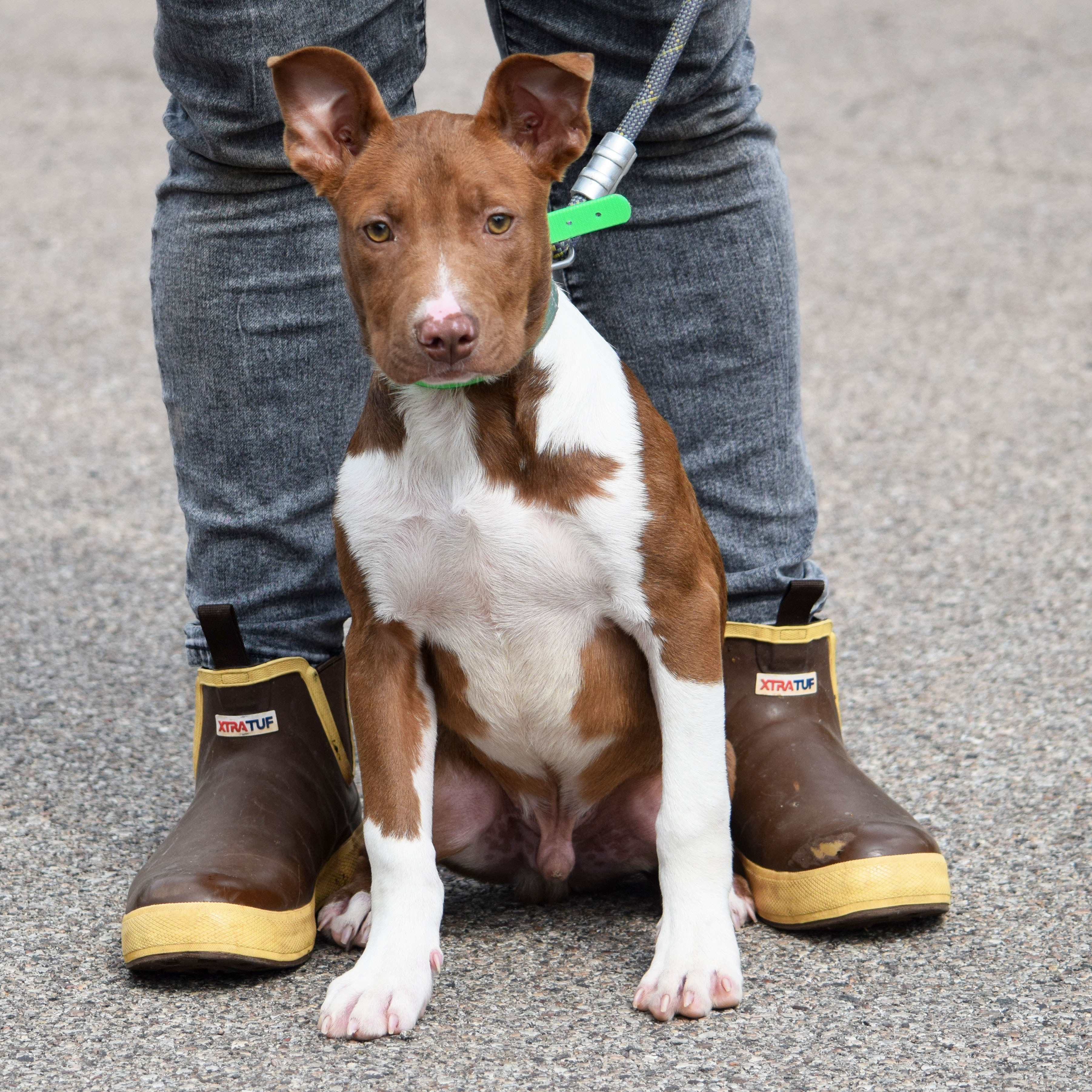 Osiris, an adoptable American Staffordshire Terrier, Chocolate Labrador Retriever in Huntley, IL, 60142 | Photo Image 5