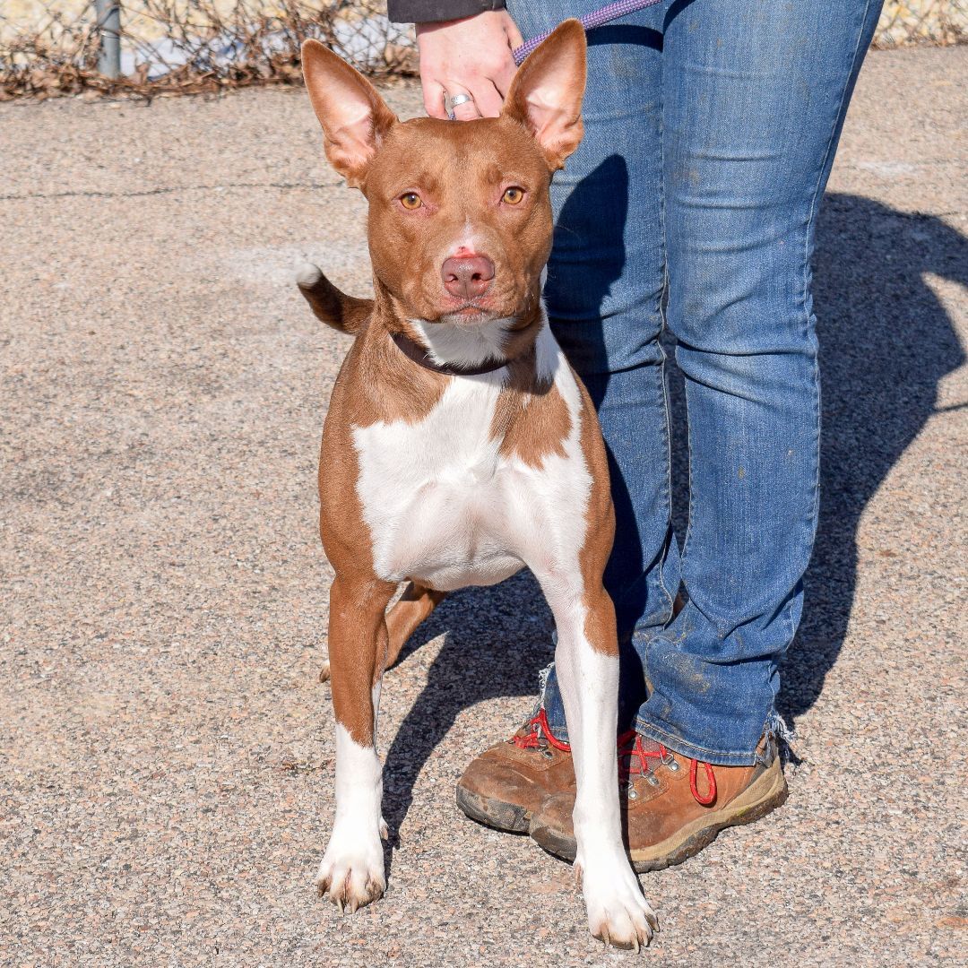 Osiris, an adoptable American Staffordshire Terrier, Chocolate Labrador Retriever in Huntley, IL, 60142 | Photo Image 6