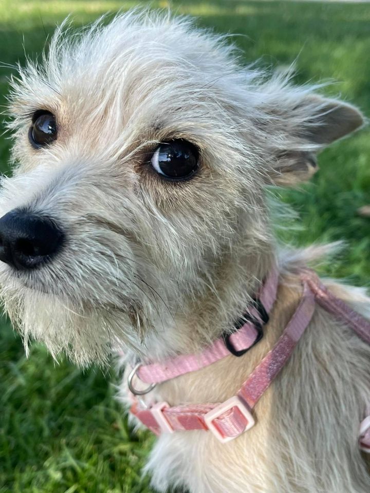 Prada under 10 pounds, an adopted West Highland White Terrier / Westie & Chihuahua Mix in Oceanside, CA_image-2